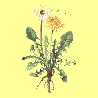 loewenzahn_taraxum_officinale330